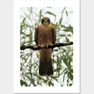 Australian Hobby Posters and Art